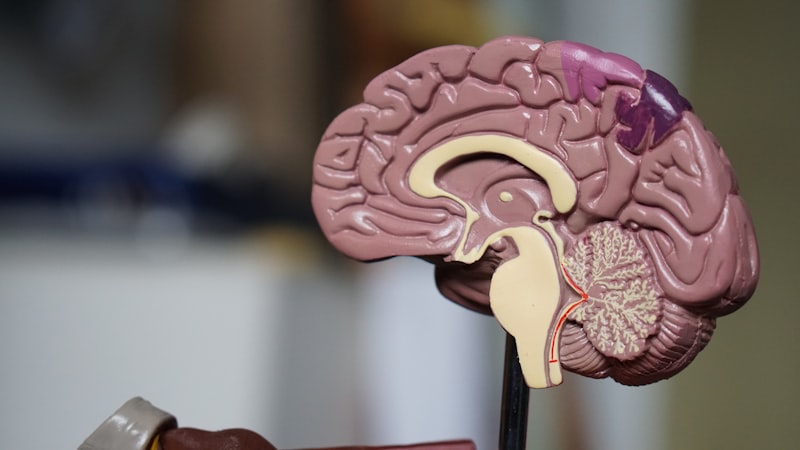Alzheimer começa aos 50 — só dá os sintomas 20 anos depois, diz Mayo Clinic