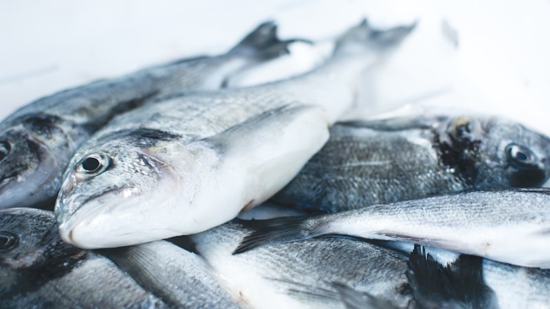Uma bactéria nova apareceu nos peixes de cultivo do Brasil — e a boa notícia é que o problema não é o seu jantar